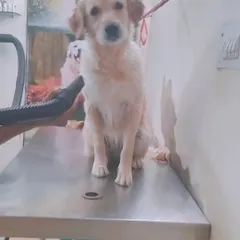 After a warm bath, a proper blow dry is important, especially for dogs with thick coats. This helps prevent skin problems and leaves the fur feeling soft and looking fluffy.
