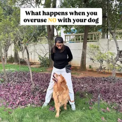 Overusing the word "no" is a common mistake. This series explains why it's often ineffective and can lead to confusion or lower your dog's confidence.