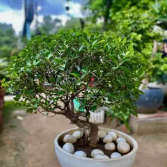 A beautifully shaped Ficus Retusa bonsai. These miniature trees reduce stress and are believed to foster happiness and creativity.