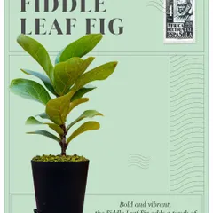 From the rainforests of West Africa, the Fiddle Leaf Fig adds bold, vibrant sophistication. Its large, violin-shaped leaves make it a favorite among interior designers.