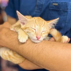 We are so grateful for successful adoption camps. This little ginger kitten found his forever arms and is sleeping peacefully. Events like these, supported by our partners, are crucial for connecting our rescues with loving families.