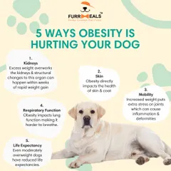 Extra weight isn't just cosmetic; it seriously harms your dog's health. This graphic breaks down five ways obesity impacts your dog, affecting their kidneys, skin, mobility, breathing, and even their overall life expectancy.