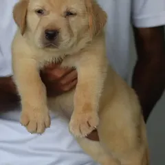 This male Labrador puppy shows a confident and friendly expression. Labs are fantastic family dogs, and I raise them to be well socialized and ready for a home with children.