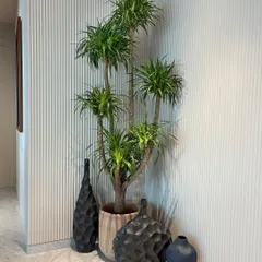 Our clients are just as obsessed with the Dracaena as we are. Here, a tall, multi-stemmed specimen doesn't just sit in the corner; it elevates it, turning a simple hallway into a design moment.