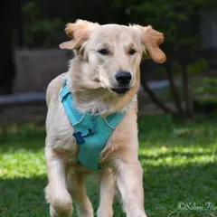 Pet photography is about capturing pure joy. This golden retriever was having the time of his life in his backyard. My sessions are always relaxed, allowing your pet's true, energetic personality to shine through, creating portraits that feel alive and full of happiness.