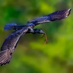 An Indian Cormorant captured mid-flight against a soft green background. Its wings are fully spread, revealing the texture and iridescence of its dark feathers as it carries a twig, likely for nest-building.