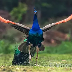 After more than a decade of photographing peacocks, a moment like this is a rare blessing. The sheer power and grace in this display, captured in the heart of Delhi, shows that you do not always need to travel far to witness nature's drama. It is about patience and knowing where to look.