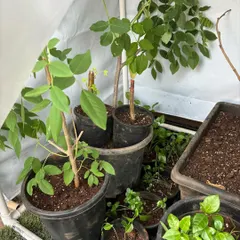 My DIY greenhouse, made from a repurposed washing machine cover. This simple setup is perfect for propagating plants from seeds and cuttings on my balcony, protecting young plants as they grow.