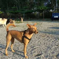 Alert and happy in the pack. This handsome indie dog is enjoying the sights and sounds of the park, with his friends playing in the background. We welcome and love all breeds.
