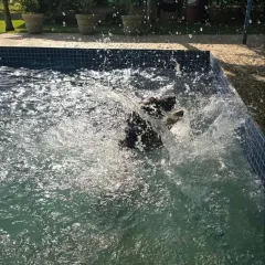A huge splash signals the start of a fun pool session. This dog is diving in with pure excitement.