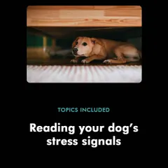 Reading your dog's stress signals is the first step to helping them. In my Diwali prep class, I teach you how to spot the subtle signs of fear so you can intervene before they become overwhelmed.