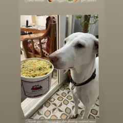 A close-up of Siri patiently waiting for her dinner of chicken and veggies. We focus on quick delivery to ensure every meal is fresh and tasty.