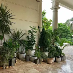 A look at the grand entrance we created for the 'Call Me Bae' set. We used a variety of large, potted plants to create a luxurious and established feel for the mansion.