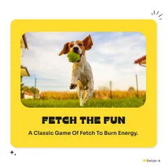A classic game of fetch is the perfect way for your dog to burn off excess energy. We have a wide selection of balls and throwing toys to make playtime more fun.