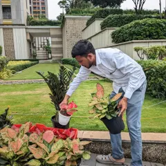 I am carefully inspecting a selection of Aglaonema and Black ZZ plants before they are potted. Choosing the right combination of colors, textures, and sizes is key to creating a dynamic indoor plant display.