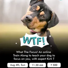 "What The Focus!" is a fun, interactive online Train Along session designed to teach you how to get your dog's attention, even with distractions. This is perfect for dogs that are nervous or seem hyper-active outdoors.