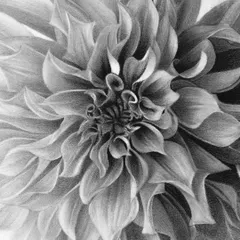 A close-up of the dahlia's center, showing the intricate and complex arrangement of the petals.