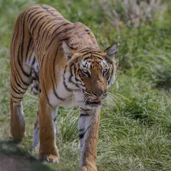 This is Parwali’s cub, now a young adult, confidently patrolling the territory in Dhikala, Corbett. The forest always surprises you, and on this morning, the tiger walked right alongside our vehicle, a truly unforgettable experience.