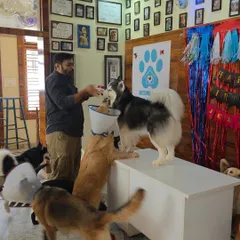 The whole pack joins in to celebrate Jessica's birthday. Everyone gets a small piece of the dog-friendly cake.