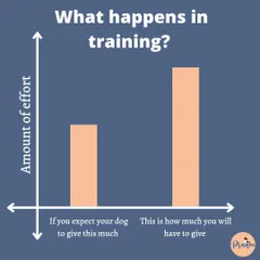 Let's be real about training. It takes work, and YOU will have to put in more effort than your dog! But I promise, when you're the one bringing the energy and consistency, the results are so worth it.
