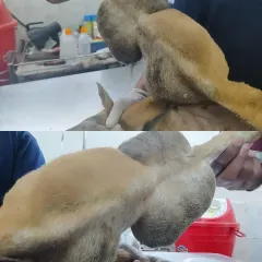 Here you can see the large tumor from different angles before the surgery. Our veterinary surgeons assessed the situation to plan for a complete and safe removal.