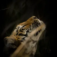 Using the Flehmen response to analyze scents in the air. This tiger lifts its head, curling back its lips to draw scent particles towards the Jacobson's organ. It's a fascinating behavior to witness and photograph.