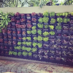 This is a modular vertical garden I installed. I use a variety of hardy foliage plants to create living patterns of color and texture, transforming a plain wall into a vibrant focal point.