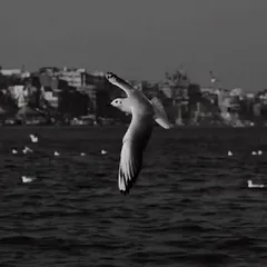 The same scene of a gull in flight, but in black and white. This version feels more solitary and timeless, focusing on the bird's form against the eternal backdrop of the river.
