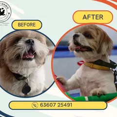 A great example of a summer-ready transformation. This Shih Tzu came in with a full coat and left with a comfortable, stylish haircut perfect for beating the Bangalore heat. This kind of grooming helps prevent matting and keeps them cool.