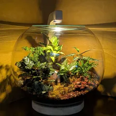 The 'Living Lamp' when switched on. The integrated light illuminates the intricate details of the plants inside, turning the entire piece into a dreamy, glowing globe that serves as a unique decorative lamp.