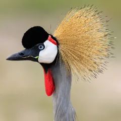 A close-up portrait of a Grey Crowned Crane, showcasing its incredible golden crest and striking facial patterns. These birds are a highlight of any East African birding tour.