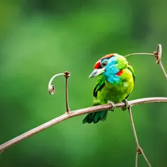 I was thrilled to capture this Blue-throated Barbet in the wild, not in a hide. The way it perched on this curling vine against a soft green background felt like nature creating its own art, a moment of pure, vibrant beauty.