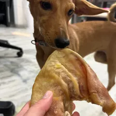 A close-up look at our premium quality Pork Ear. This long-lasting chew is a natural teeth cleaner, high in protein, and low in fat. It's an excellent choice for supporting healthy digestion without any additives.