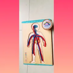 We use tools like this wooden puzzle to introduce complex topics like the circulatory system in a simple, hands-on way. For a four-year-old, this isn't about memorization but about building vocabulary and sparking curiosity about how their body works.