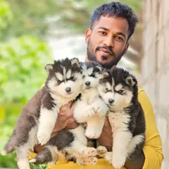 Me with a handful of my best Siberian Husky pups. I am personally involved with every dog I raise to make sure they are healthy and well socialized.