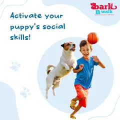 Activating a puppy's social skills early is one of the most important things you can do. Exposing them to new sights, sounds, and friendly faces in a positive way helps them grow into well-adjusted adult dogs.