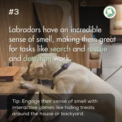 Here's a fun fact about Labradors. They have an incredible sense of smell, which is why they are often used in search and rescue. You can engage this natural talent with fun scent games at home.