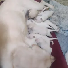 I had the incredible opportunity to help deliver and raise a litter of newborn puppies from a rescued mama dog. Observing a mother dog is the best education a trainer can get on canine behavior and instincts.
