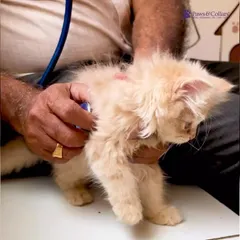 We handle our smallest patients with the utmost care. A veterinarian uses a stethoscope to listen to a tiny kitten's heart during a wellness checkup. These early life examinations are essential for monitoring growth and catching any potential issues from the start.