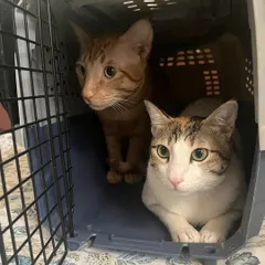 We offer a pickup and drop service across Delhi/NCR for community cat caregivers. Here are two cats safely in their carrier, ready for transport. This service makes it easier for you to get your community cats sterilized without worrying about logistics.
