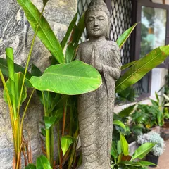 Our standing Buddha statue finds a perfect home nestled amongst tropical plants in a client's garden. The natural lavastone complements the greenery, creating a harmonious and tranquil scene.