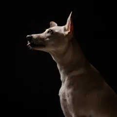 A studio portrait of Penny, a beautiful Indie, showcasing her elegant profile. Using a dramatic, single-light setup against a black backdrop, I highlighted her delicate features and the tiny blep of her tongue, proving that shelter dogs can be the most stunning models.