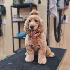 Another shot of Coco the Cockapoo, this time with a cute topknot. This is a great way to keep hair out of their eyes while adding a touch of style.