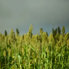 The bounty of the monsoon. This close-up of a jowar field highlights the agriculture that thrives during this season, with the promise of more rain in the clouds above.