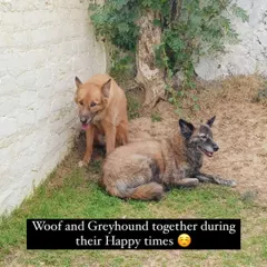 Woof and Greyhound during their happy times together before Grey went missing. We are so glad they are finally back together.