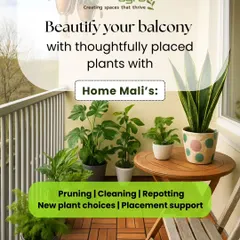 Beautify your balcony with thoughtfully placed plants. Our Home Mali service can help with pruning, cleaning, repotting, and suggesting new plants like the Monstera and Snake Plant seen here to create a perfect urban oasis.