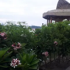 A view of a tropical-themed garden I designed, featuring abundant Plumeria flowers. The thatched-roof gazebo in the background completes this serene, resort-style retreat.