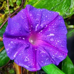 To me, flowers are the voice of the love we pour into our plants. This morning glory, covered in fresh raindrops, is a perfect example of the simple, breathtaking beauty that nature offers us every day.
