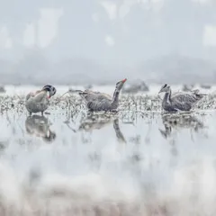 Bar-headed geese in a misty wetland. The fog simplifies the background, creating a high-key, ethereal look that focuses all attention on the birds and their subtle interactions.