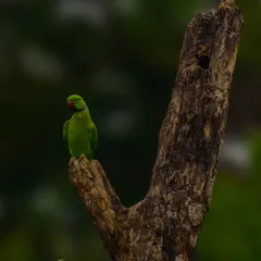A lone Rose-Ringed Parakeet perched in the fork of a tree. The composition uses negative space to create a sense of solitude and contemplation.
